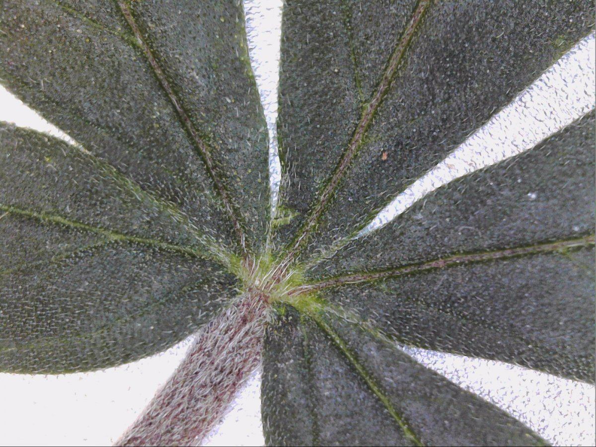 Microscope view of cannabis leaf 2