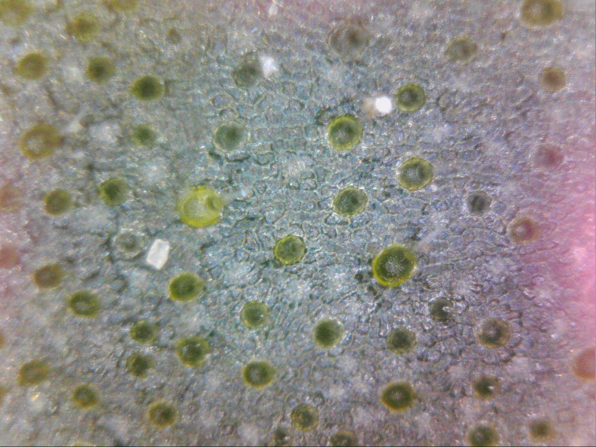 Microscope view of cannabis leaf 5