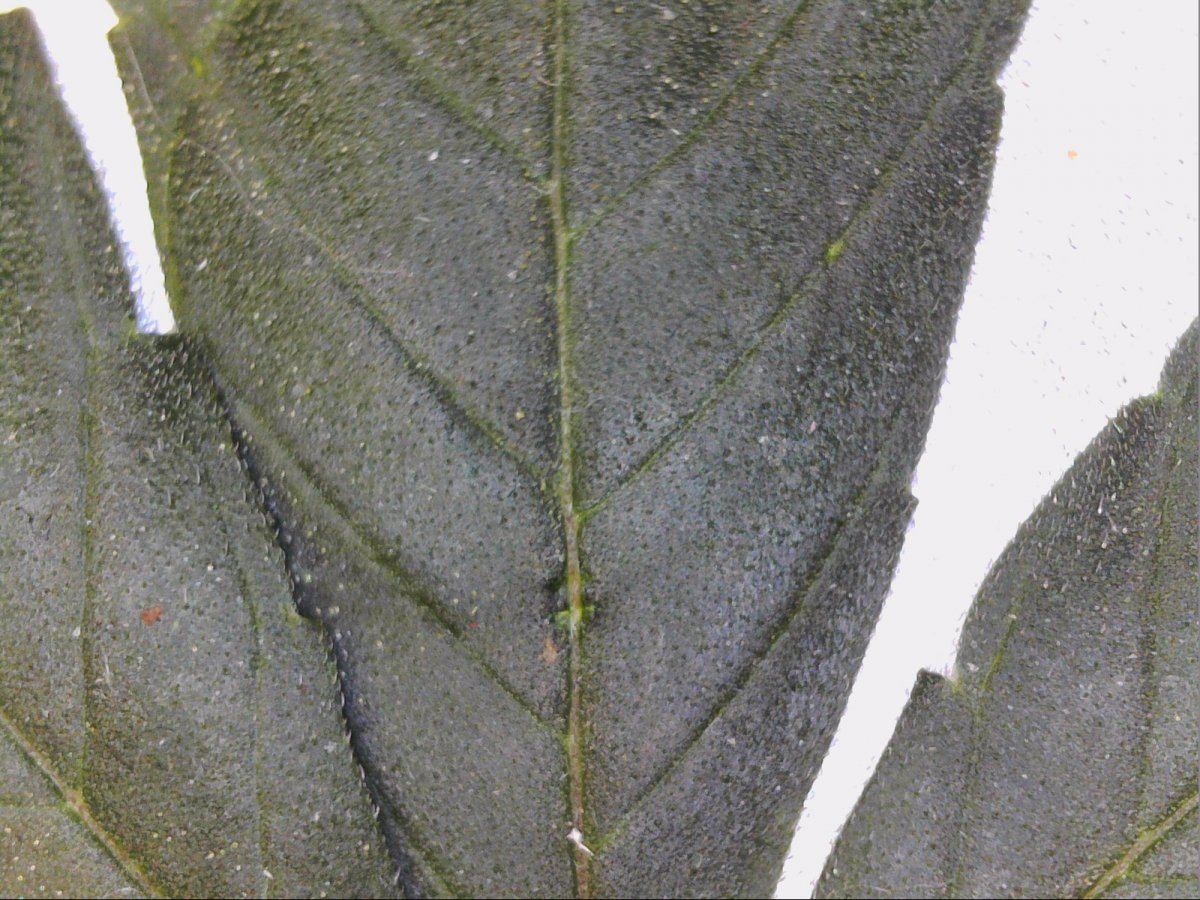 Microscope view of cannabis leaf 6