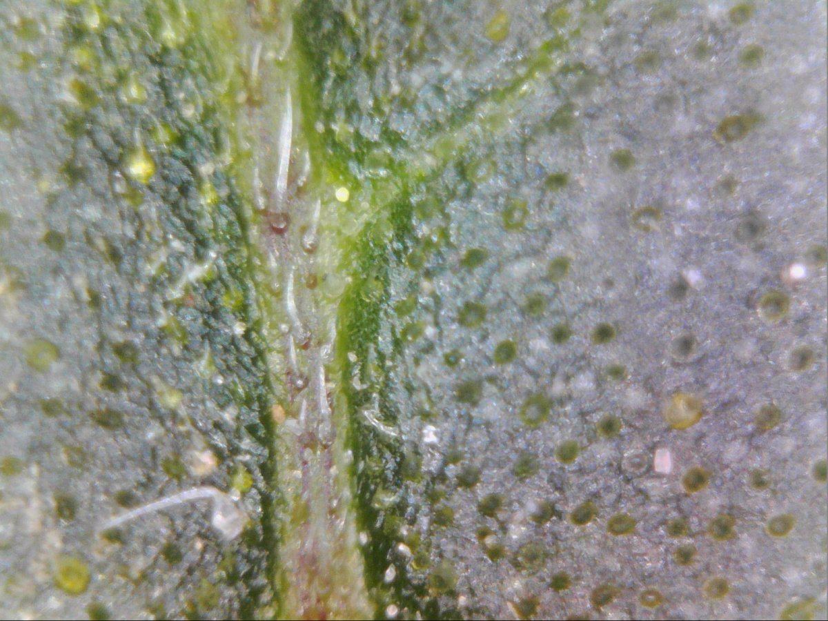 Microscope view of cannabis leaf 7