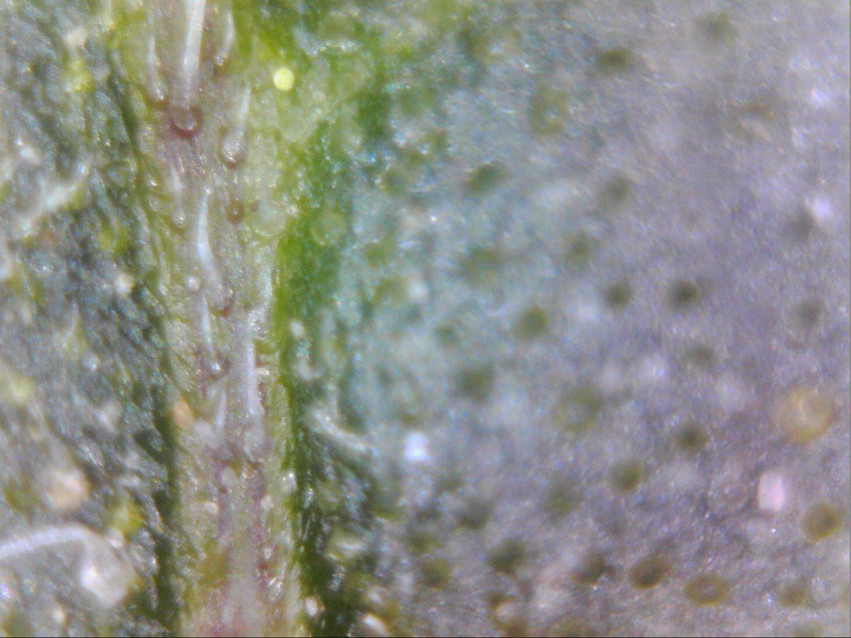 Microscope view of cannabis leaf 8