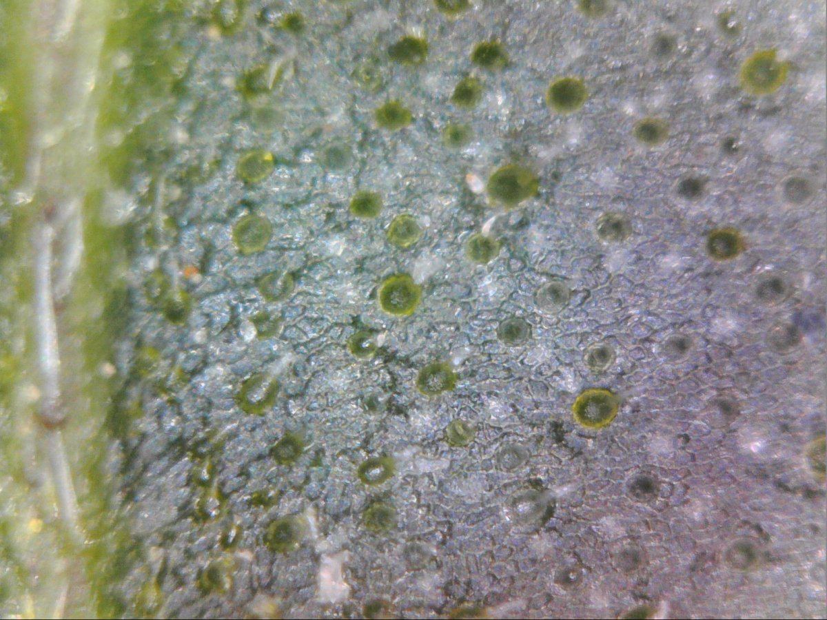 Microscope view of cannabis leaf 9