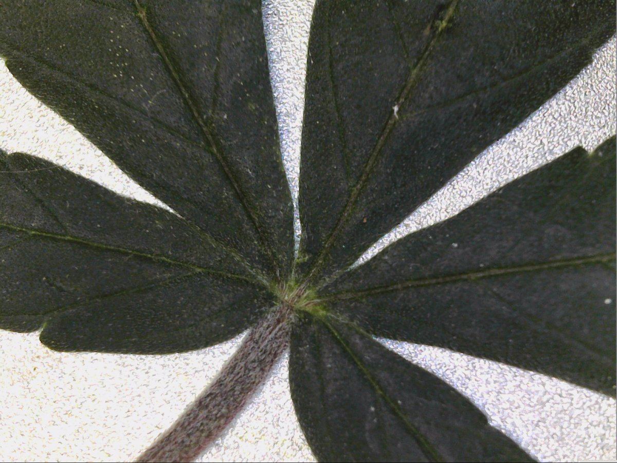 Microscope view of cannabis leaf