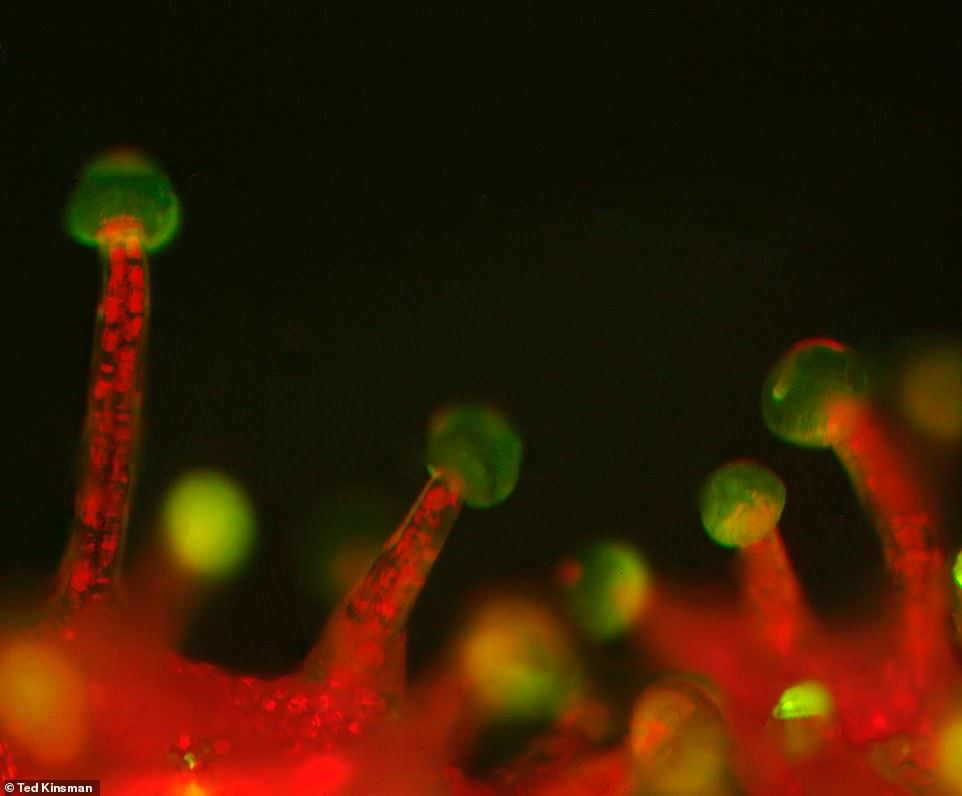 Microscopic scans 11