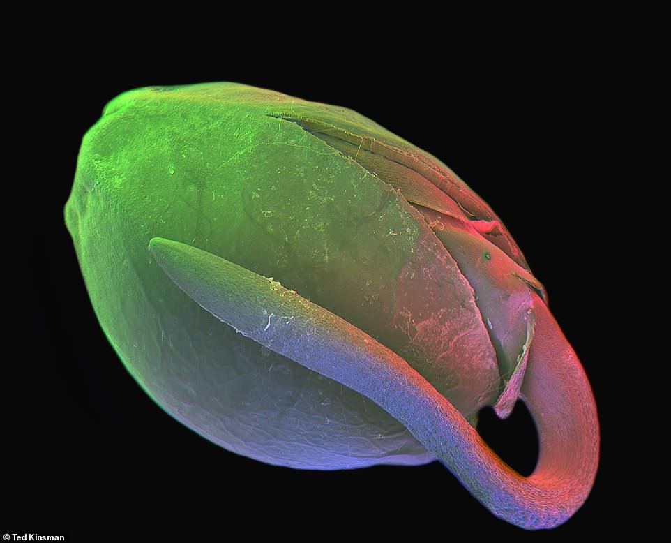 Microscopic scans 12