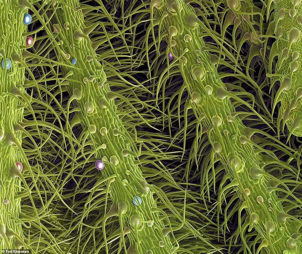 Microscopic scans 3