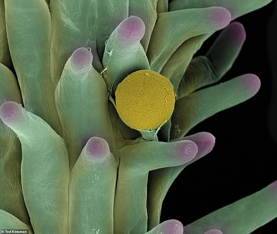Microscopic scans 4
