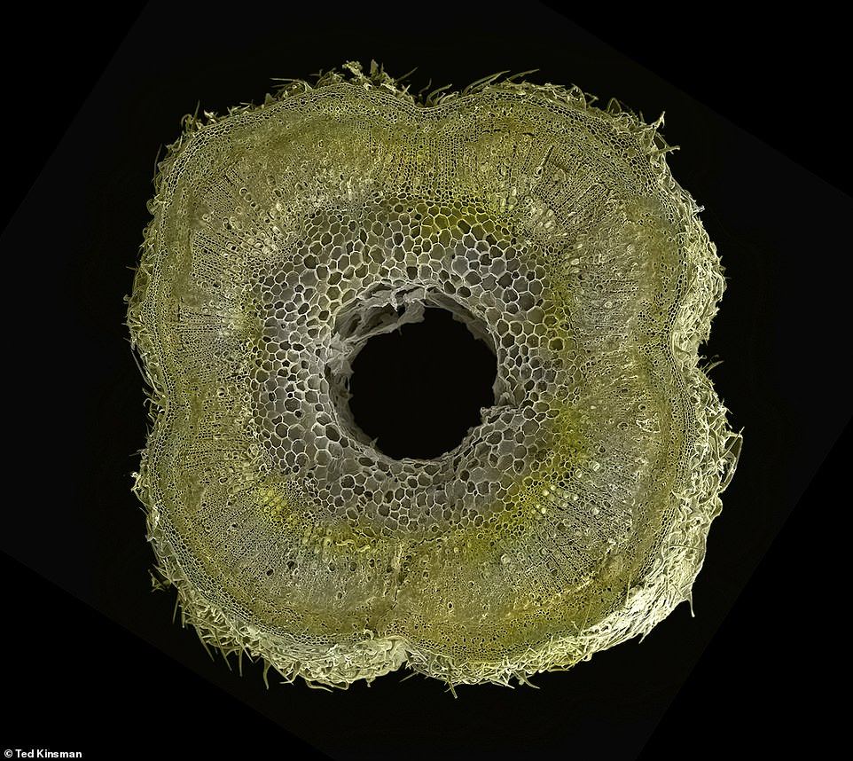 Microscopic scans 5