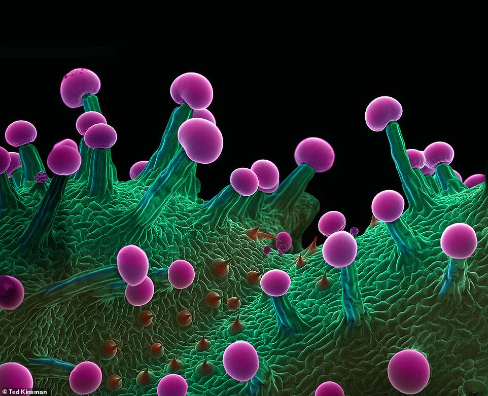 Microscopic scans 6