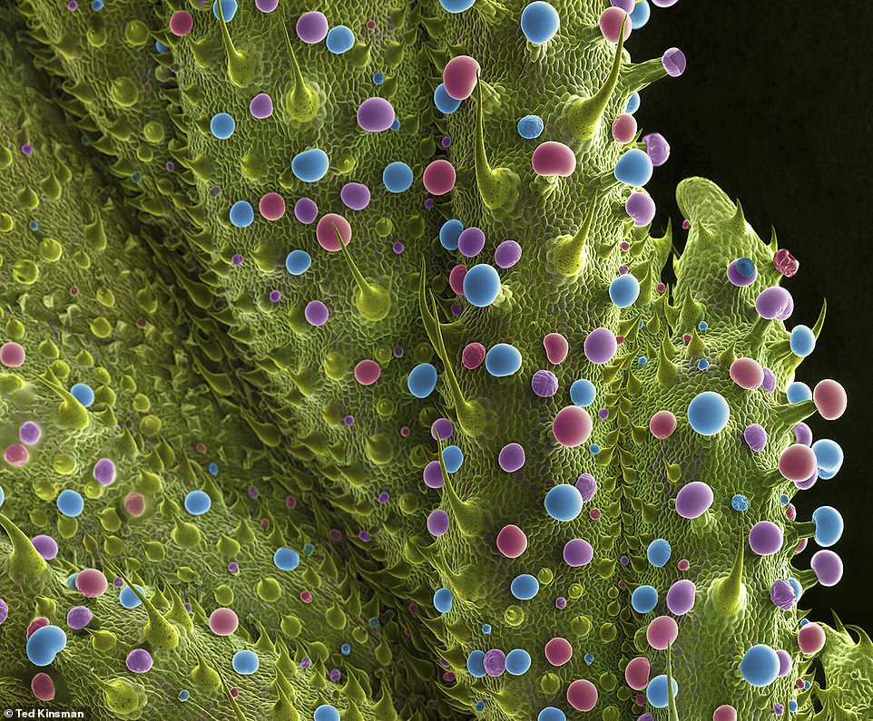 Microscopic scans 7