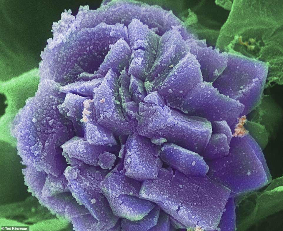 Microscopic scans 8