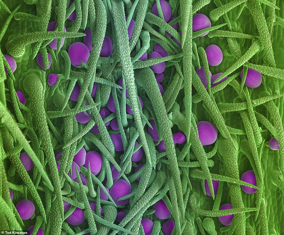 Microscopic scans 9