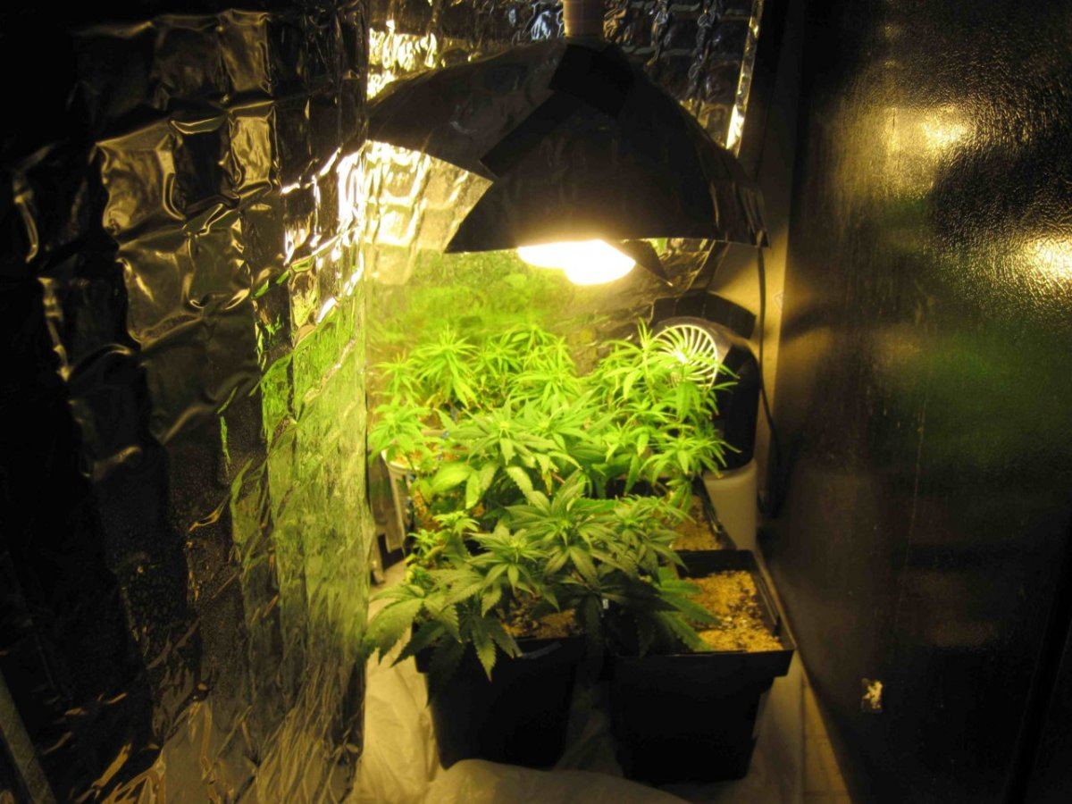 Microveg 