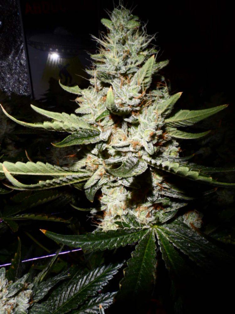 Mid 8 week flower ARC hps 017