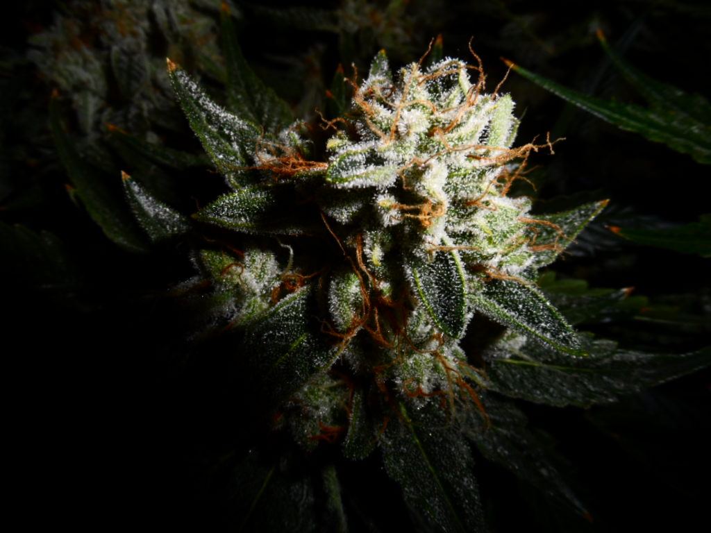Mid 8 week flower ARC hps 019