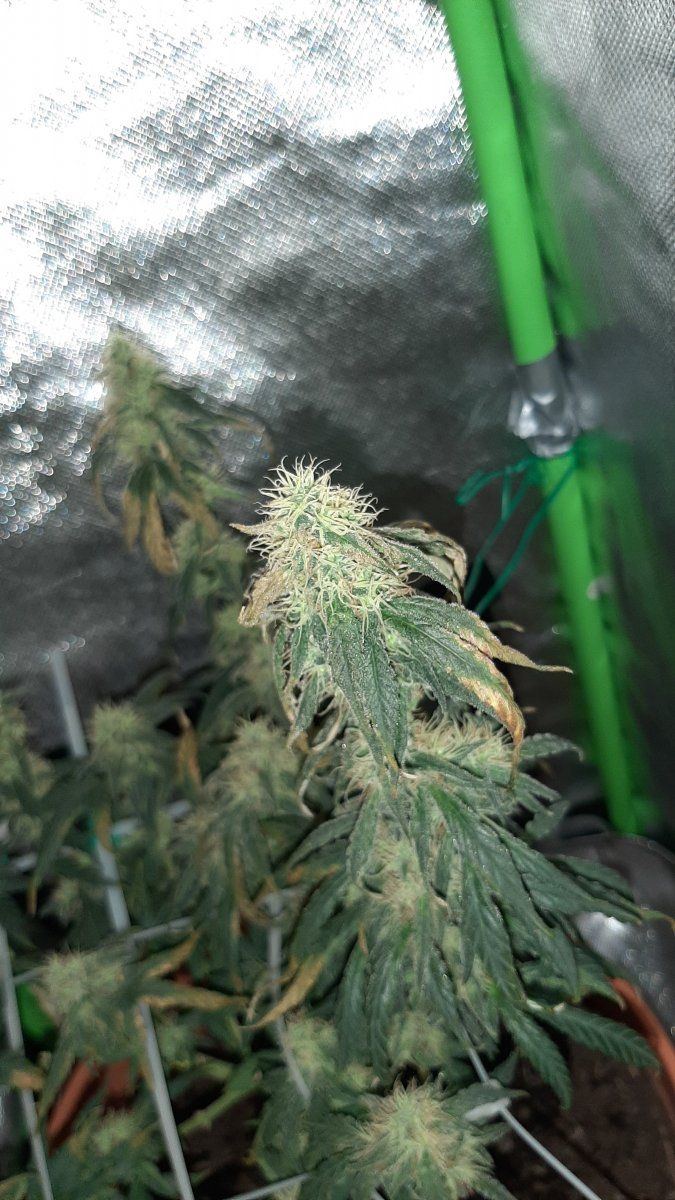 Mid flower first grow deficiency