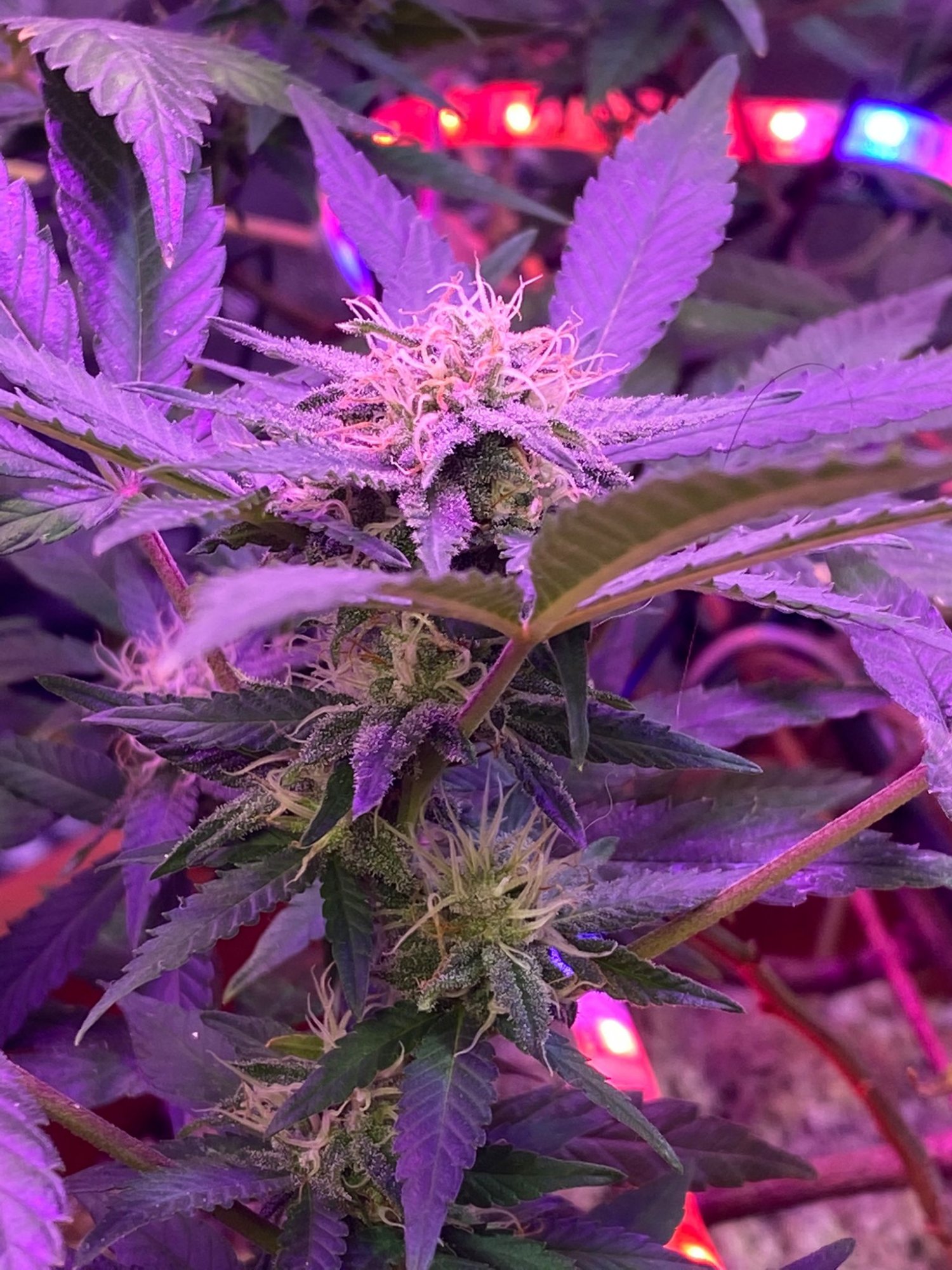 Mid flowering brown pistils and ppm clarifications 2