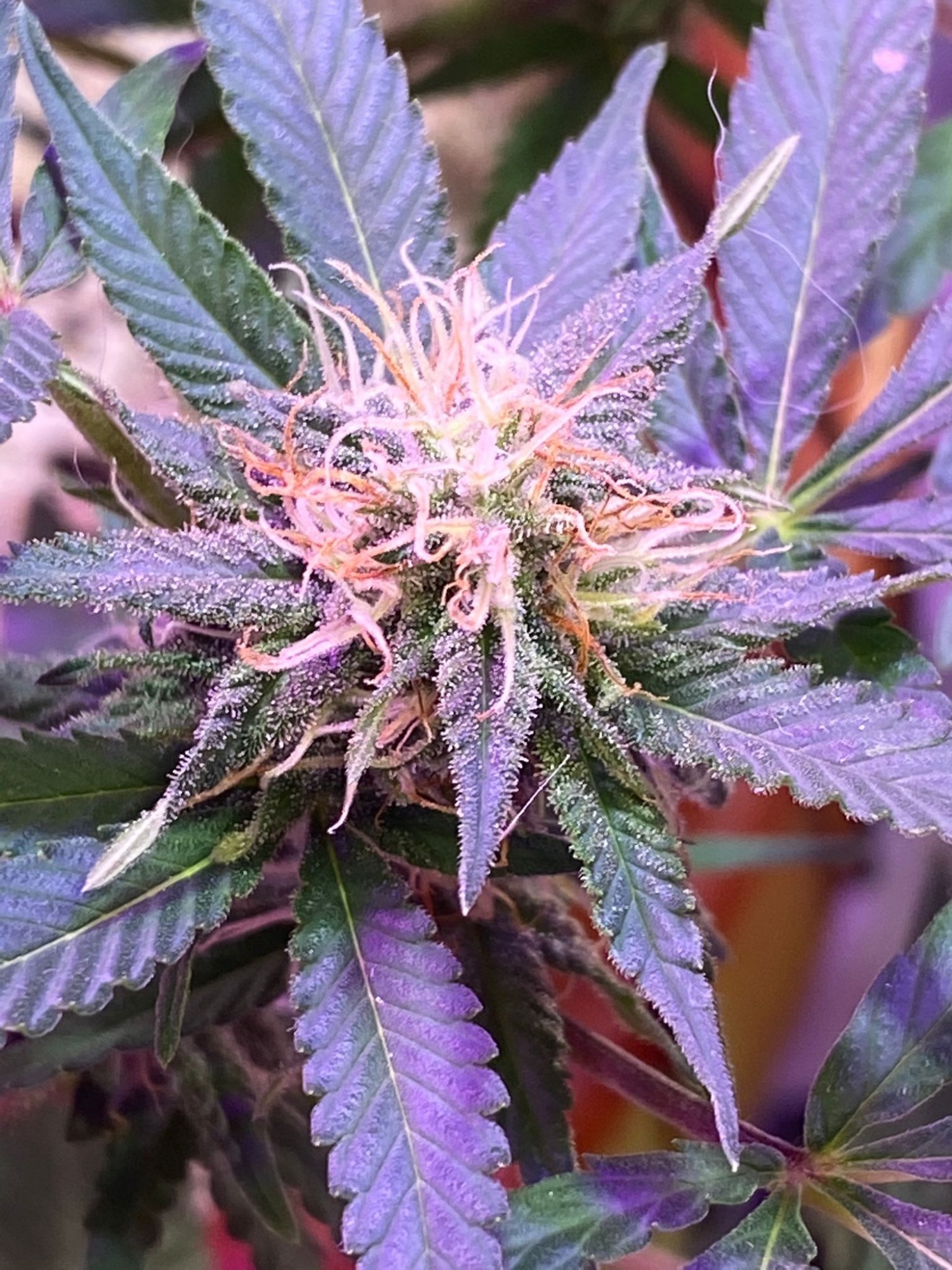 Mid flowering brown pistils and ppm clarifications 3