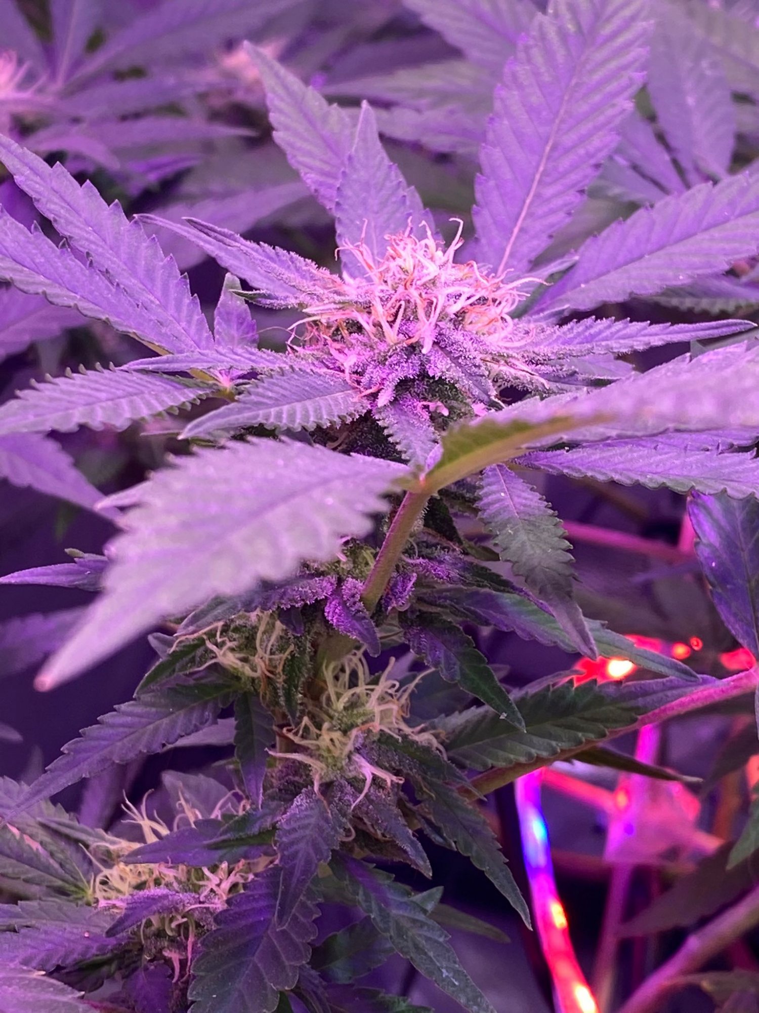 Mid flowering brown pistils and ppm clarifications 4