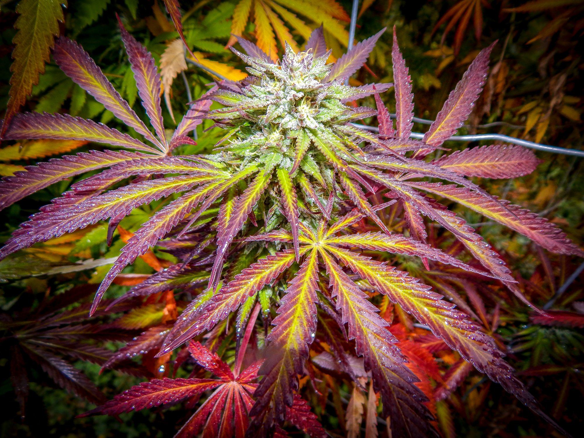 Mid october 14th 062