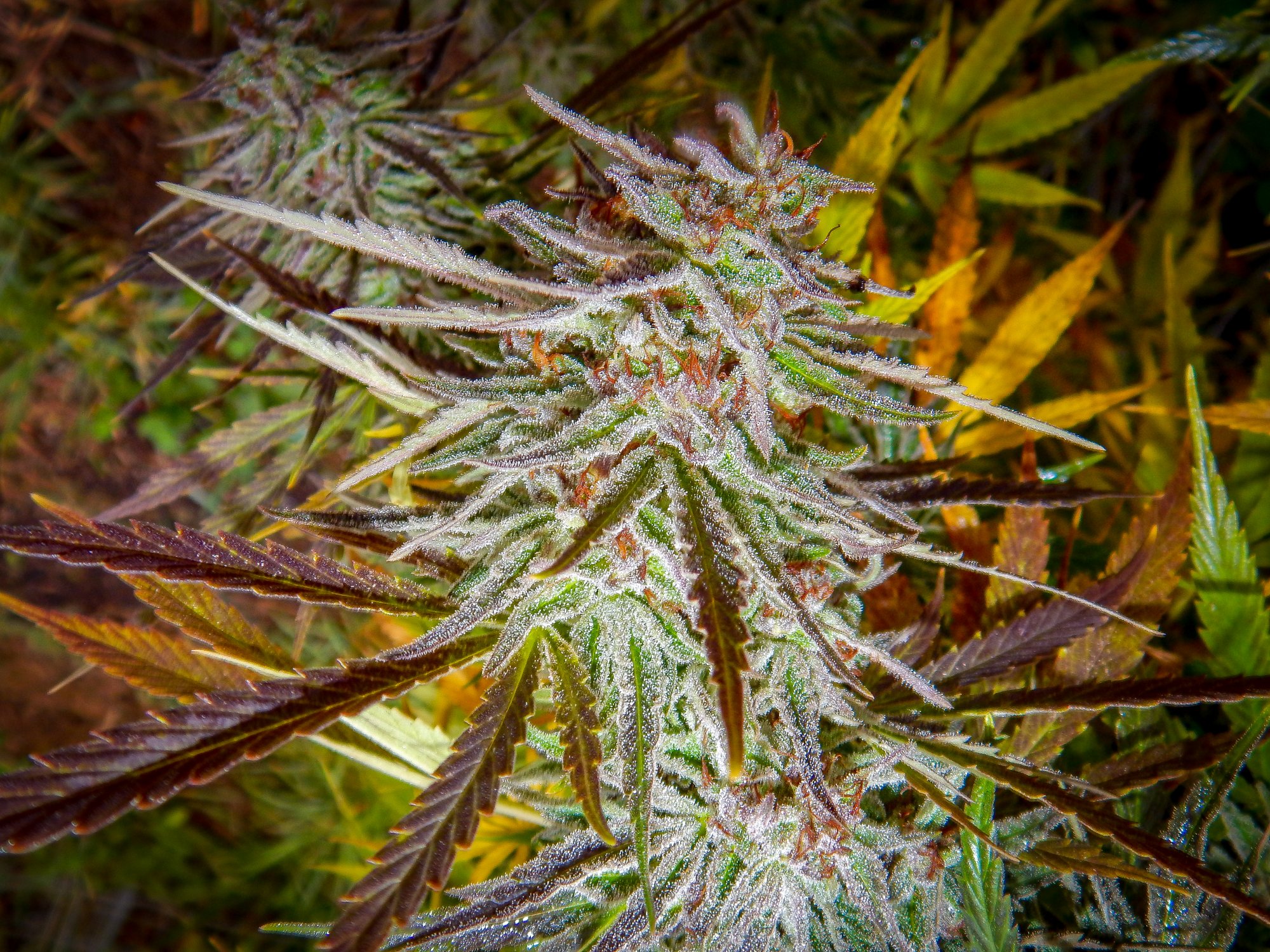 Mid october 14th 089