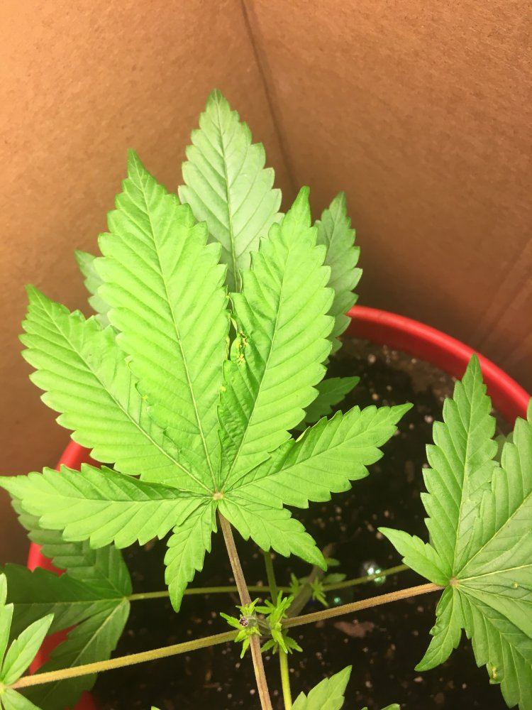 Mid veg problems 2