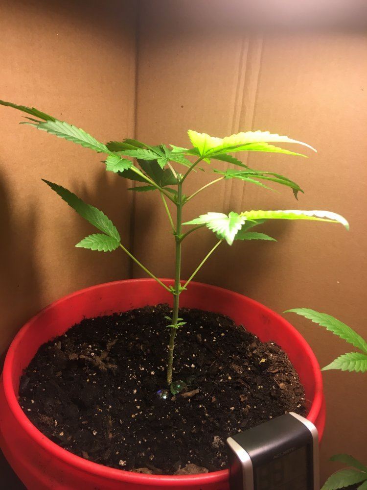 Mid veg problems