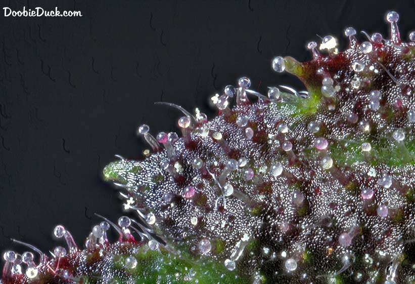 Midnight snow 3330 W
