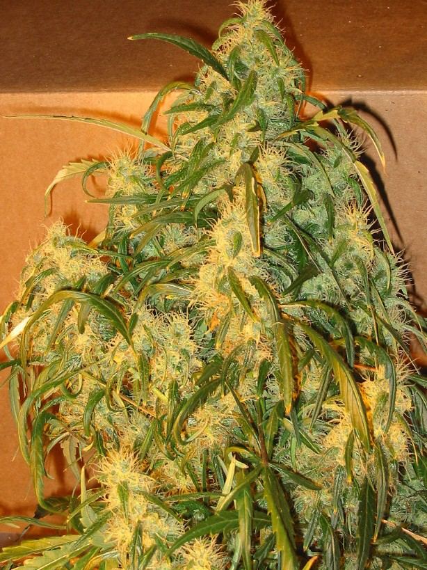 Mightcandyhaze
