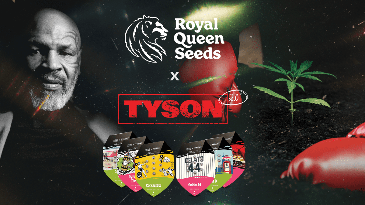 Mike tyson x royal queen seeds present the strains of the year