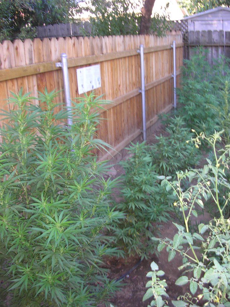 Mikegreenthumb is back 10