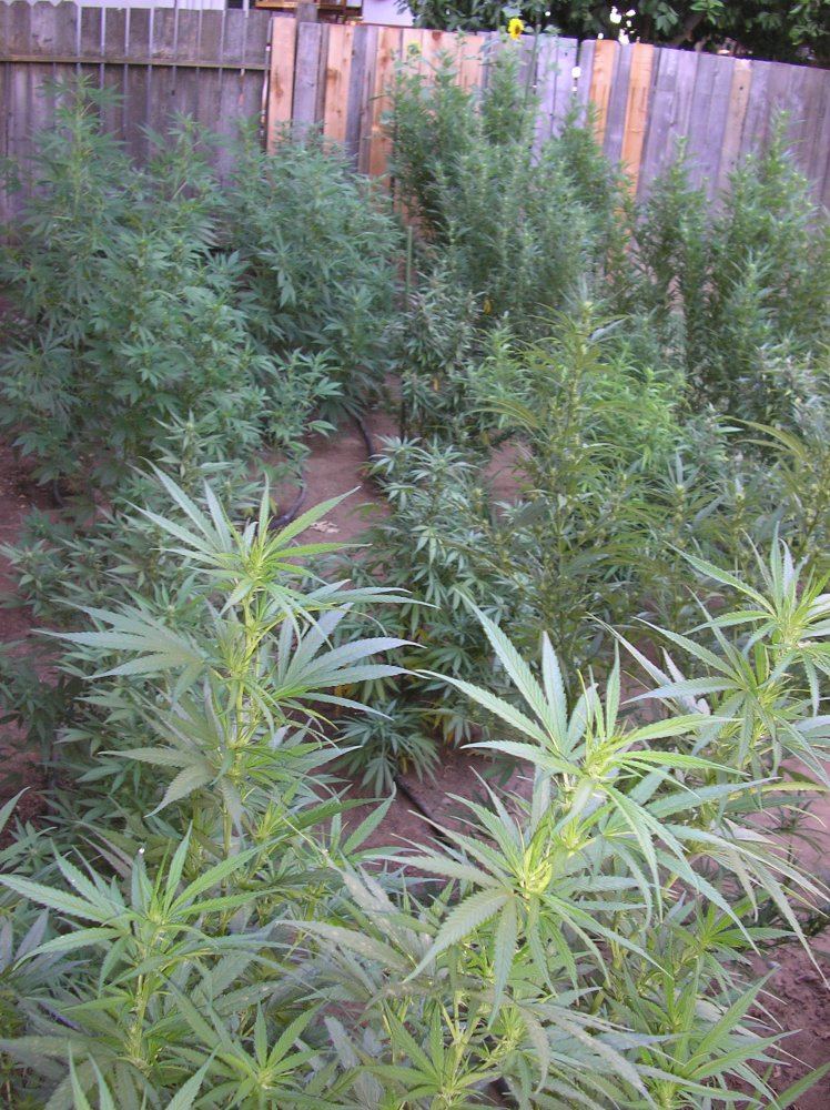Mikegreenthumb is back 11