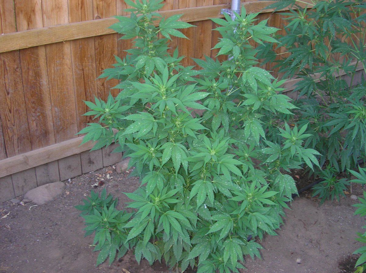 Mikegreenthumb is back 12