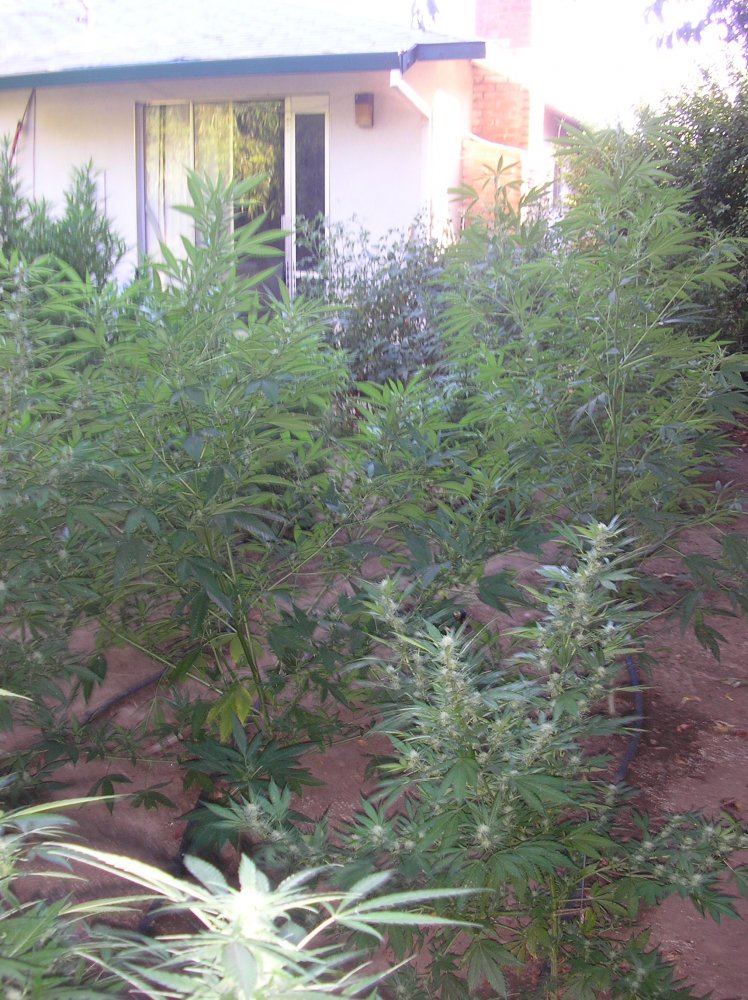 Mikegreenthumb is back 16