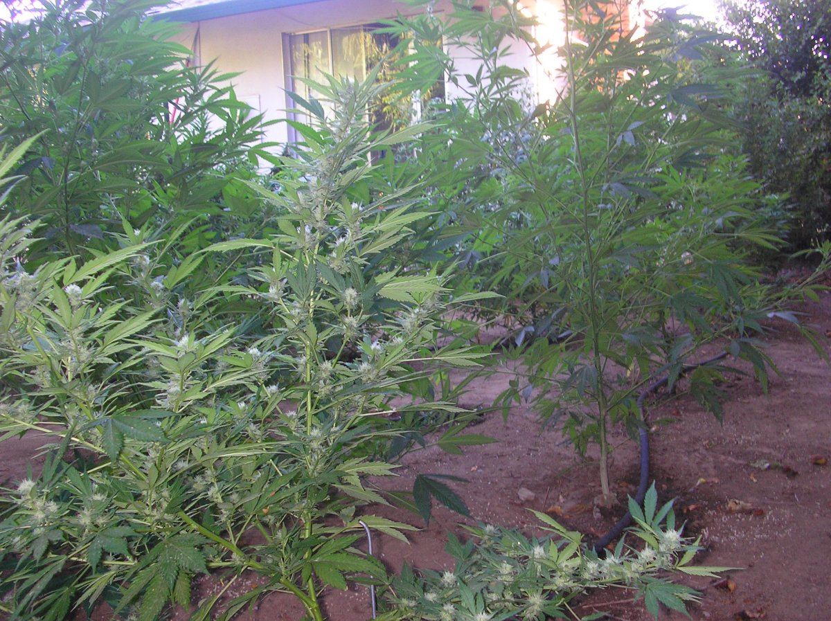 Mikegreenthumb is back 17