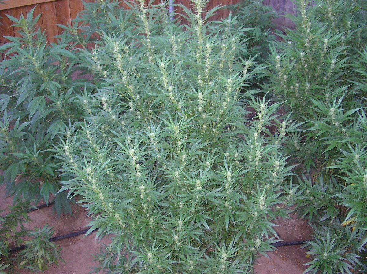 Mikegreenthumb is back 2