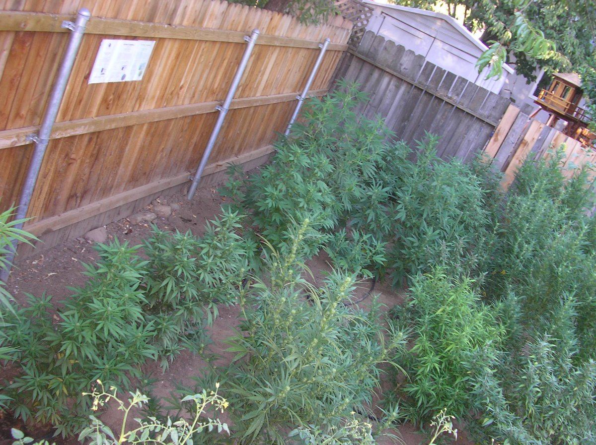 Mikegreenthumb is back 4