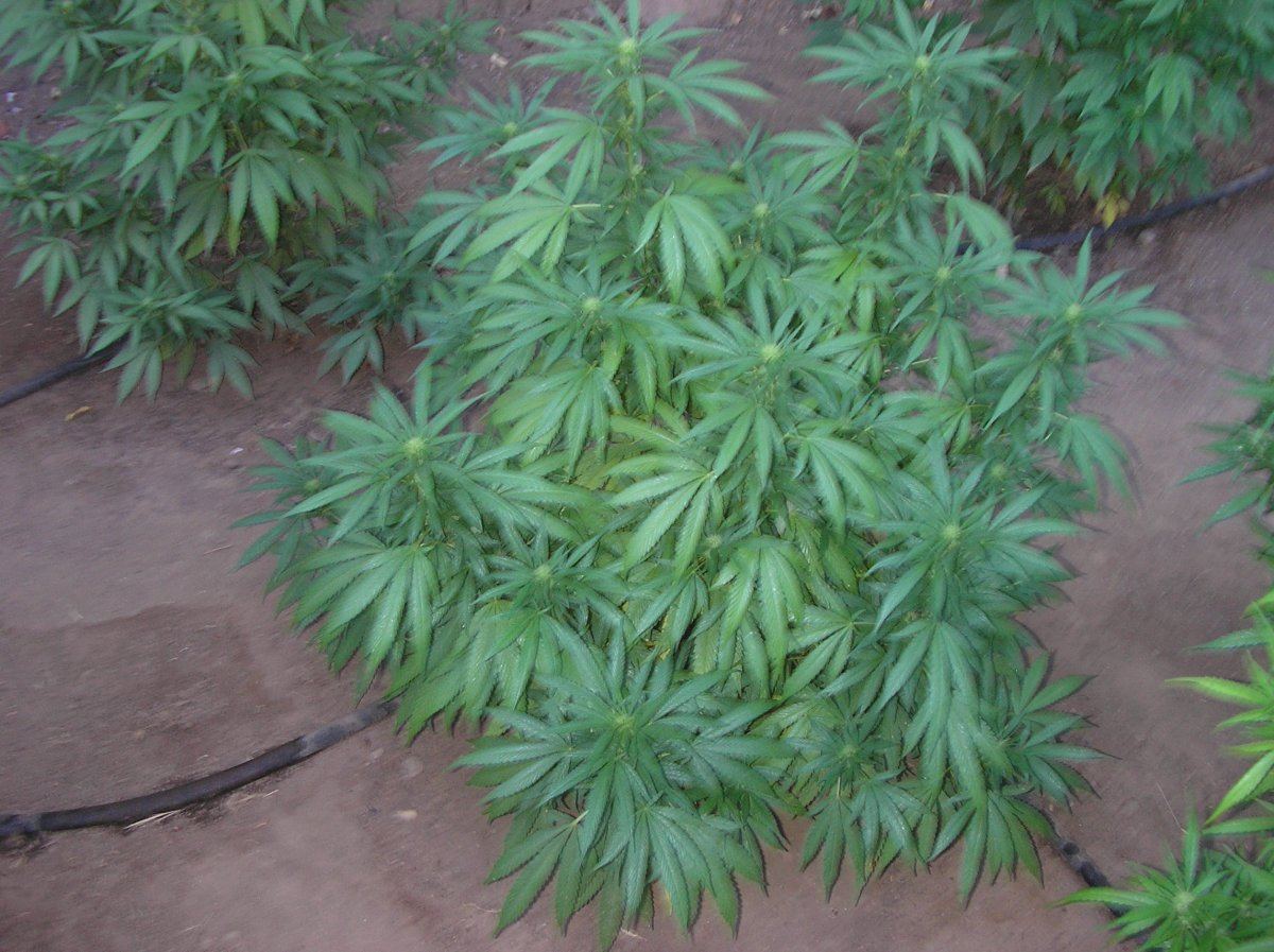 Mikegreenthumb is back 6