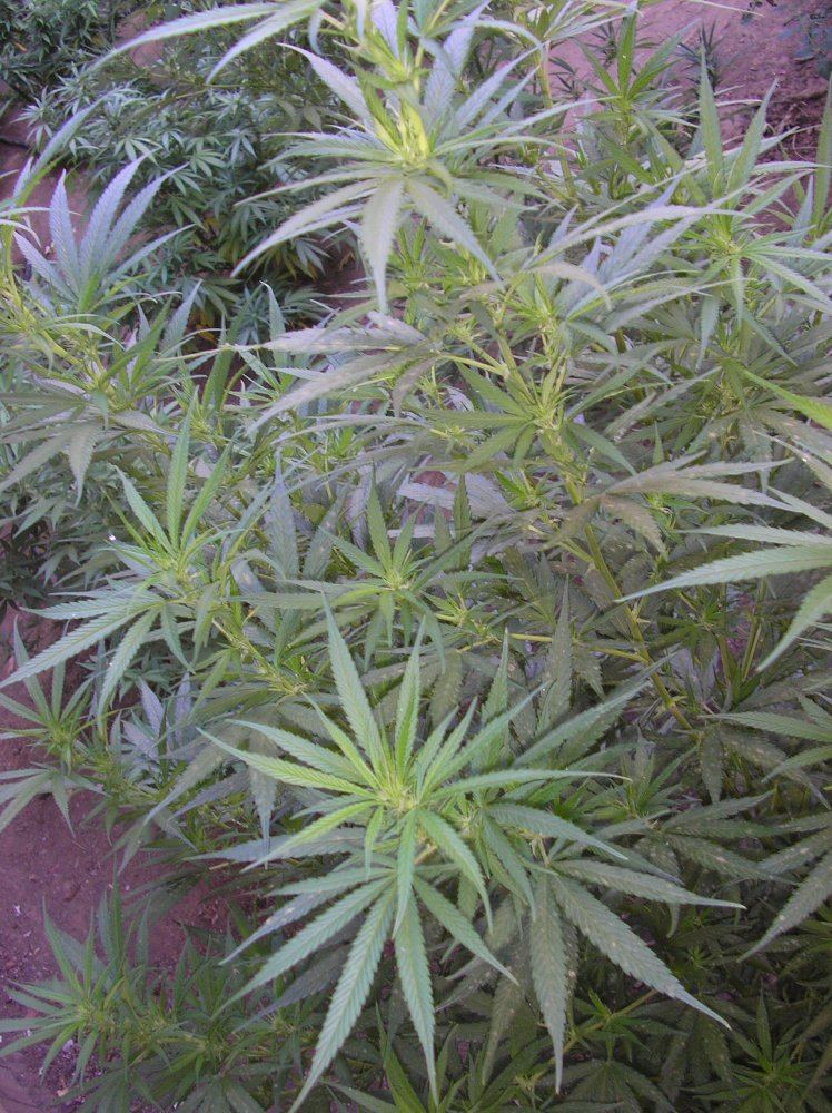 Mikegreenthumb is back 7