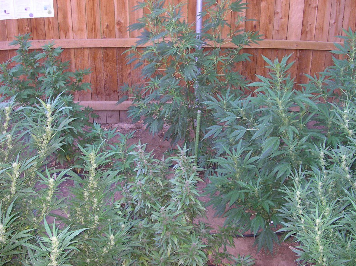 Mikegreenthumb is back 8