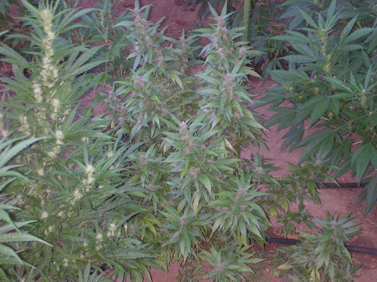 Mikegreenthumb is back 9