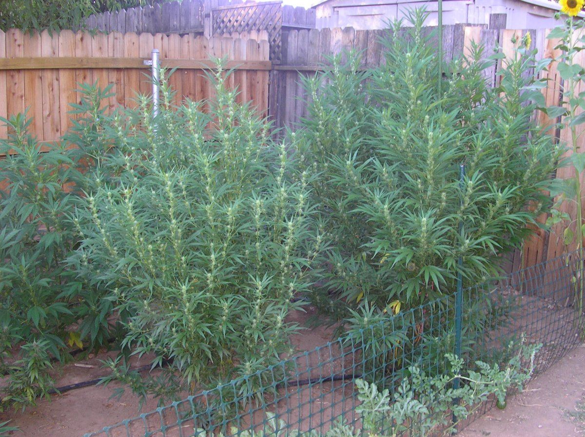 Mikegreenthumb is back