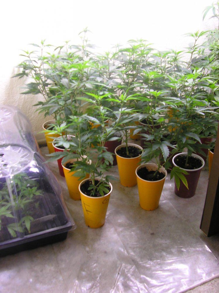 Mikegreenthumbs earthbox for flowering perepetual harvest grow 13