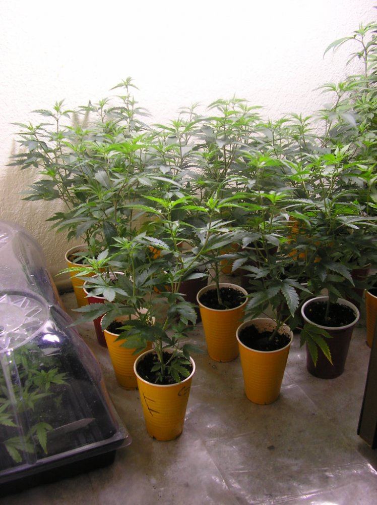 Mikegreenthumbs earthbox for flowering perepetual harvest grow 14