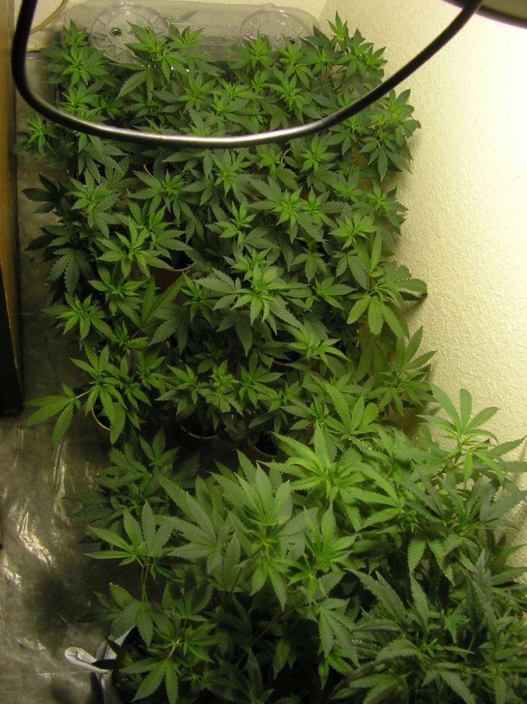 Mikegreenthumbs earthbox for flowering perepetual harvest grow 15