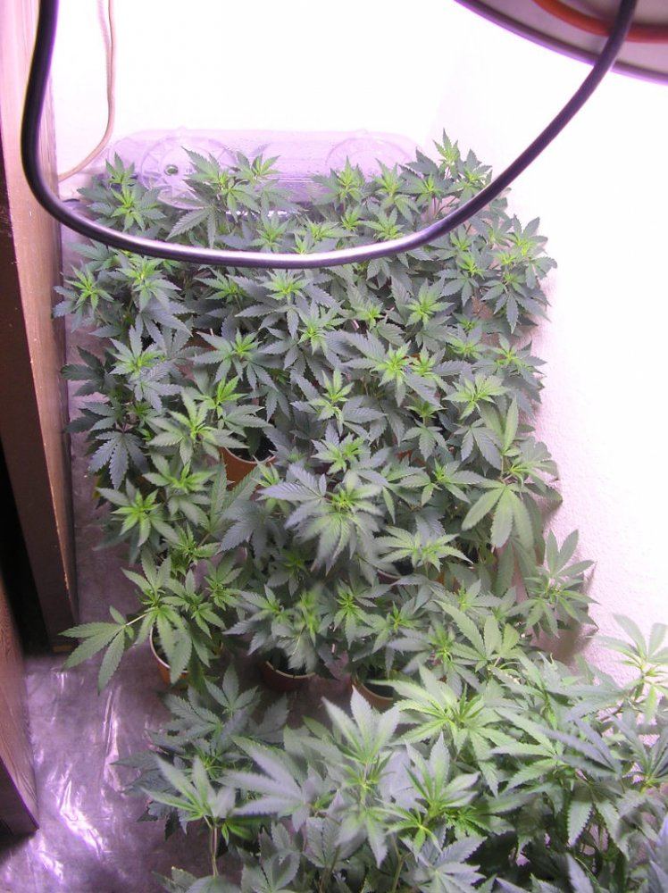Mikegreenthumbs earthbox for flowering perepetual harvest grow 16