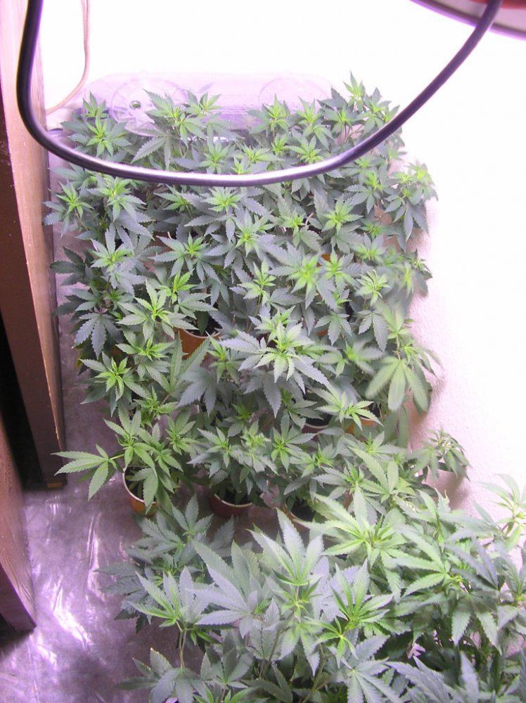 Mikegreenthumbs earthbox for flowering perepetual harvest grow 17