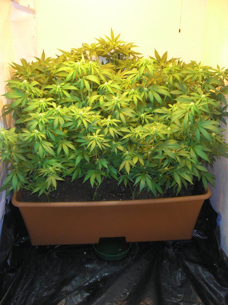 Mikegreenthumbs earthbox for flowering perepetual harvest grow 5