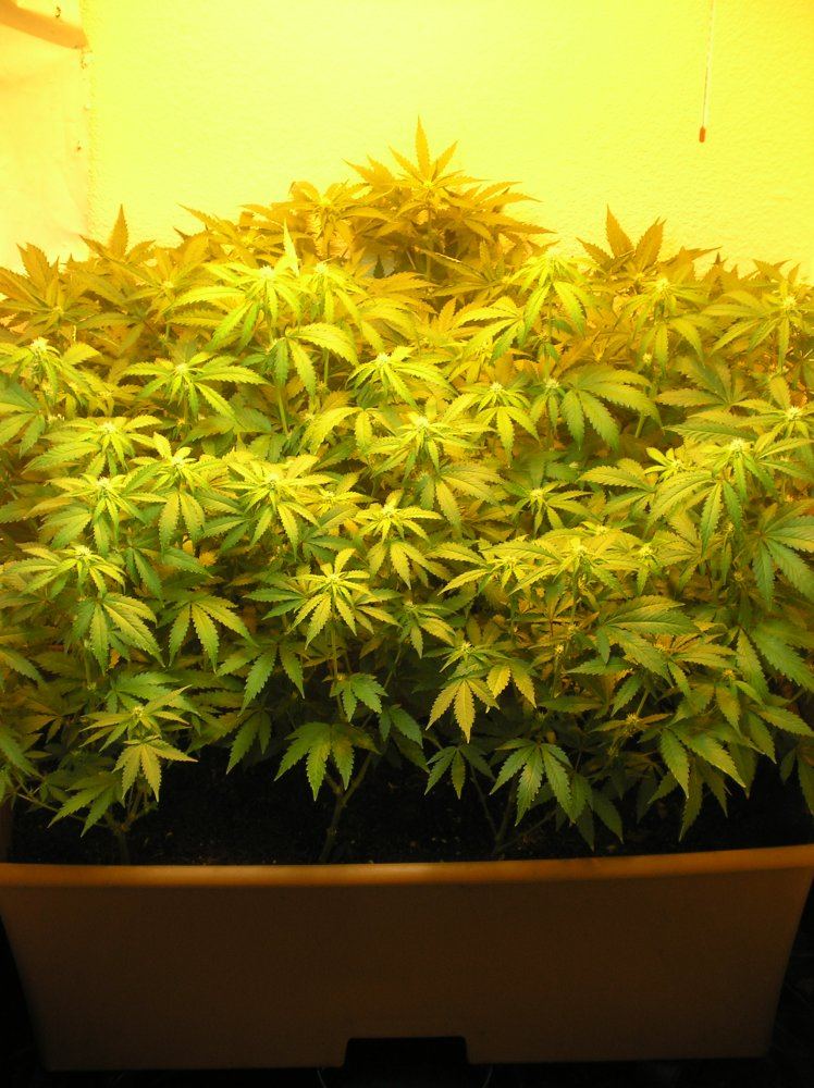 Mikegreenthumbs earthbox for flowering perepetual harvest grow 7