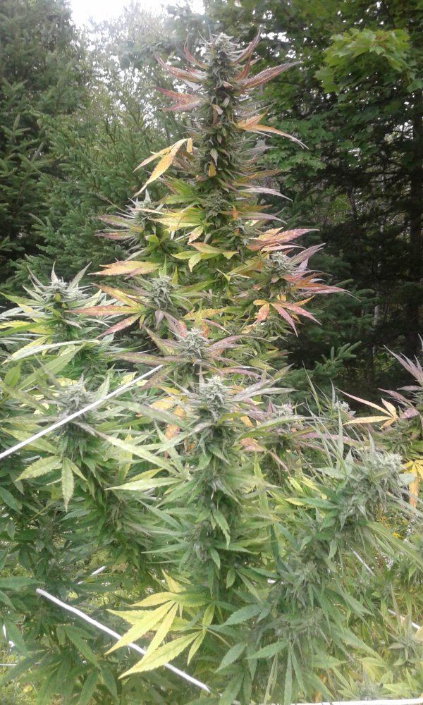 Mildew 3